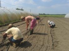 Down on Leo's farm - really hard work running a smallholding